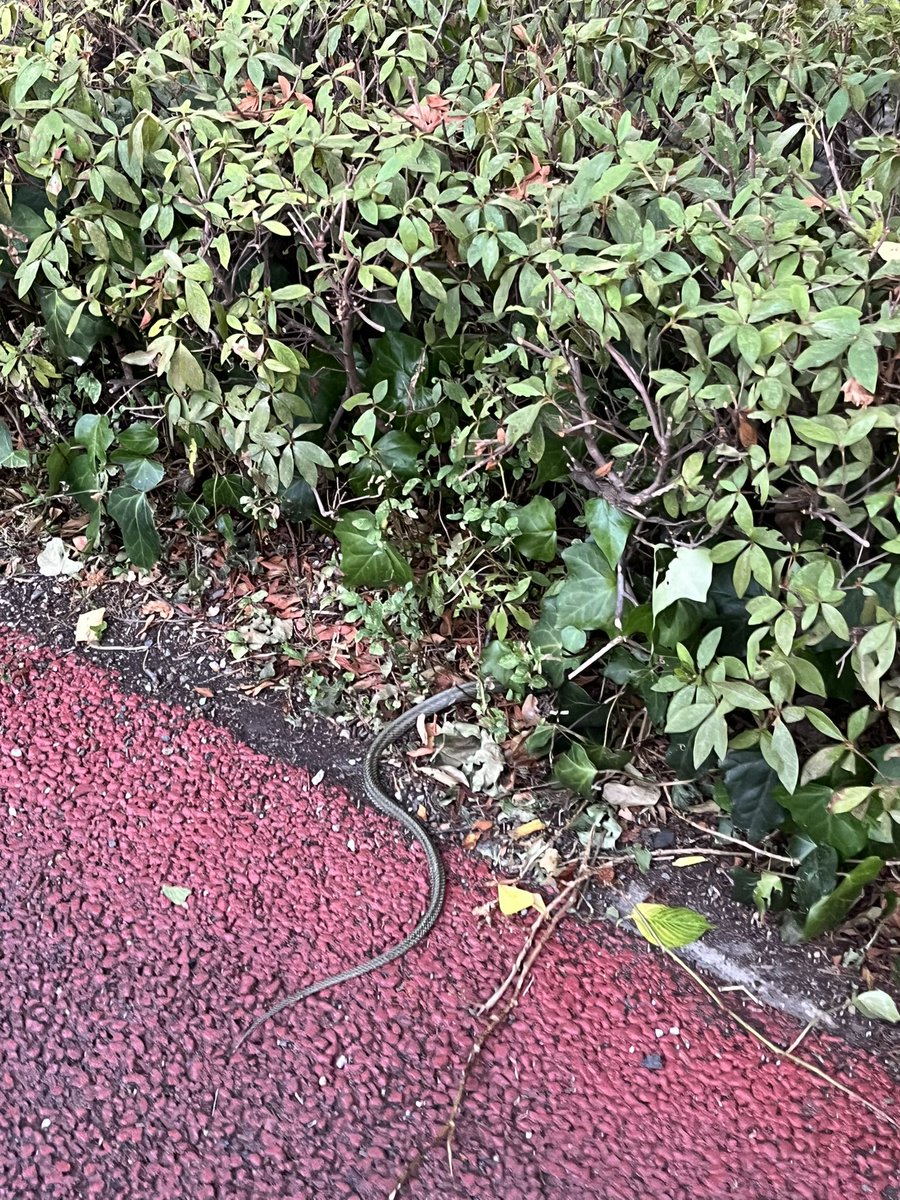 頭隠して尻尾隠さず…