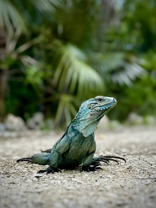 Caymannature's tweet photo. Grand Cayman Blue Iguana – Cyclura lewisi
and the photographer on the Woodland Trail at the Queen Elizabeth Ii Botanic Park.
Jul.27-25 https://t.co/PFFQtqNREN