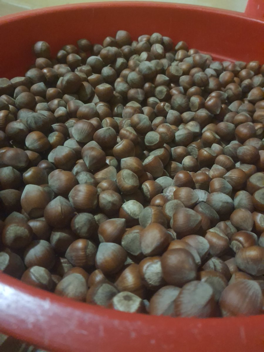 Gece 2 olmuş hala fındık kırıyorum aq senin İsrail