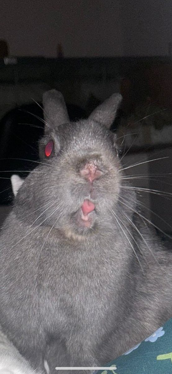 Well I’ll be sleeping with one eye open tonight!! 
Goodnight everybun 😜