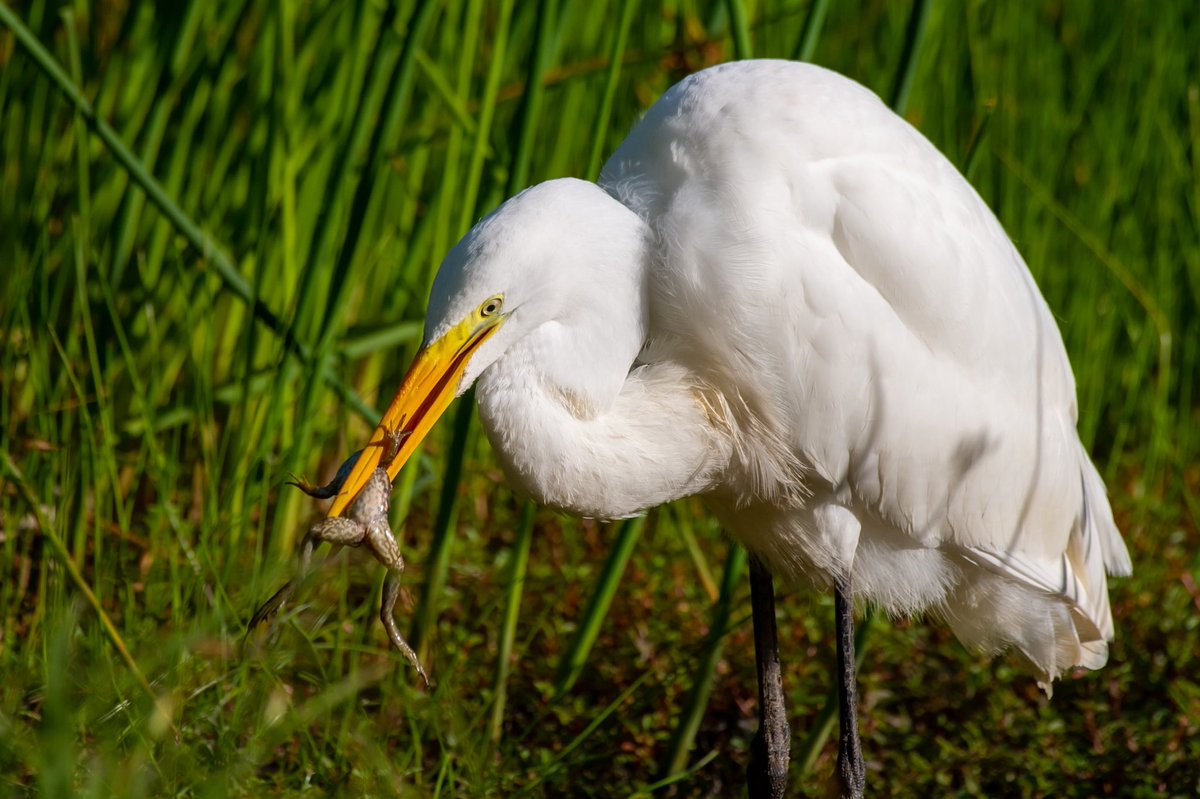 Egret on the hunt 
No regrets with this quick catch
Dinner is right here
<a href="/wpri12/">WPRI 12</a> <a href="/PinpointWXTeam/">Pinpoint Weather 12</a>