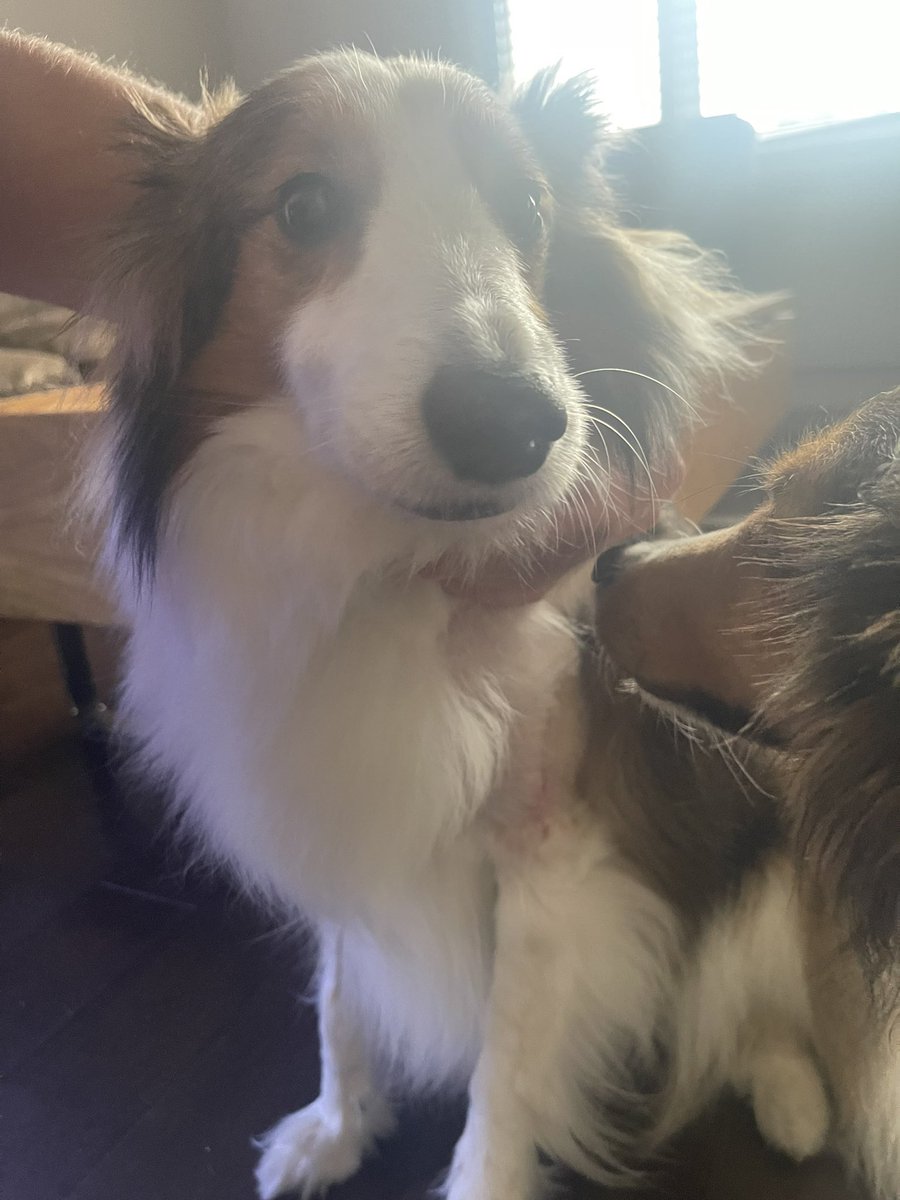 Sky is now cancer free ❤️

Incredibly proud of this little warrior 💪🏻