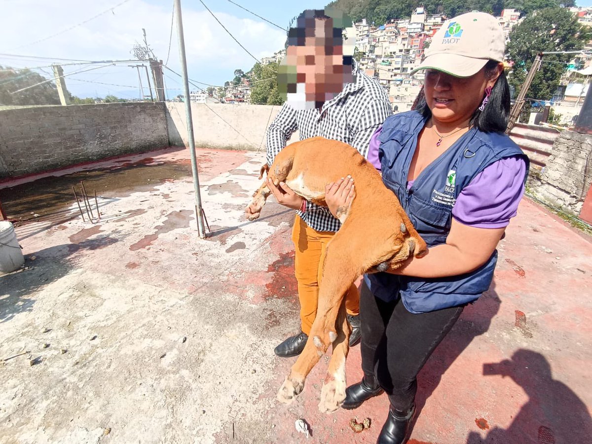 Gracias a todxs en esta red por ayudarnos a presionar para que fuera rescatado el perrito y su compañero. Gracias a ustedes sigue con vida y va camino al veterinario. No fue imposible, como nos dijeron, y sí había algo que hacer…