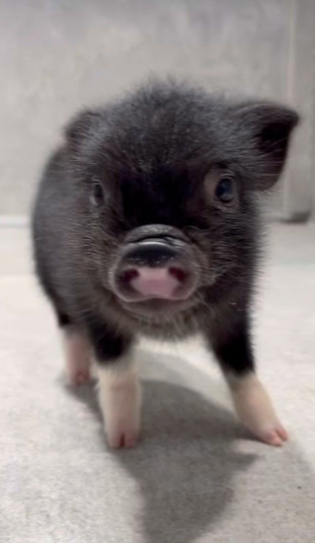 pignic【マイクロブタカフェ】公式 tweet media