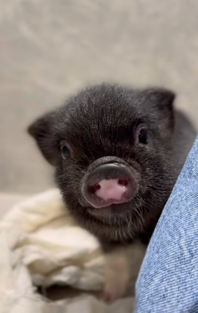 pignic【マイクロブタカフェ】公式 tweet media