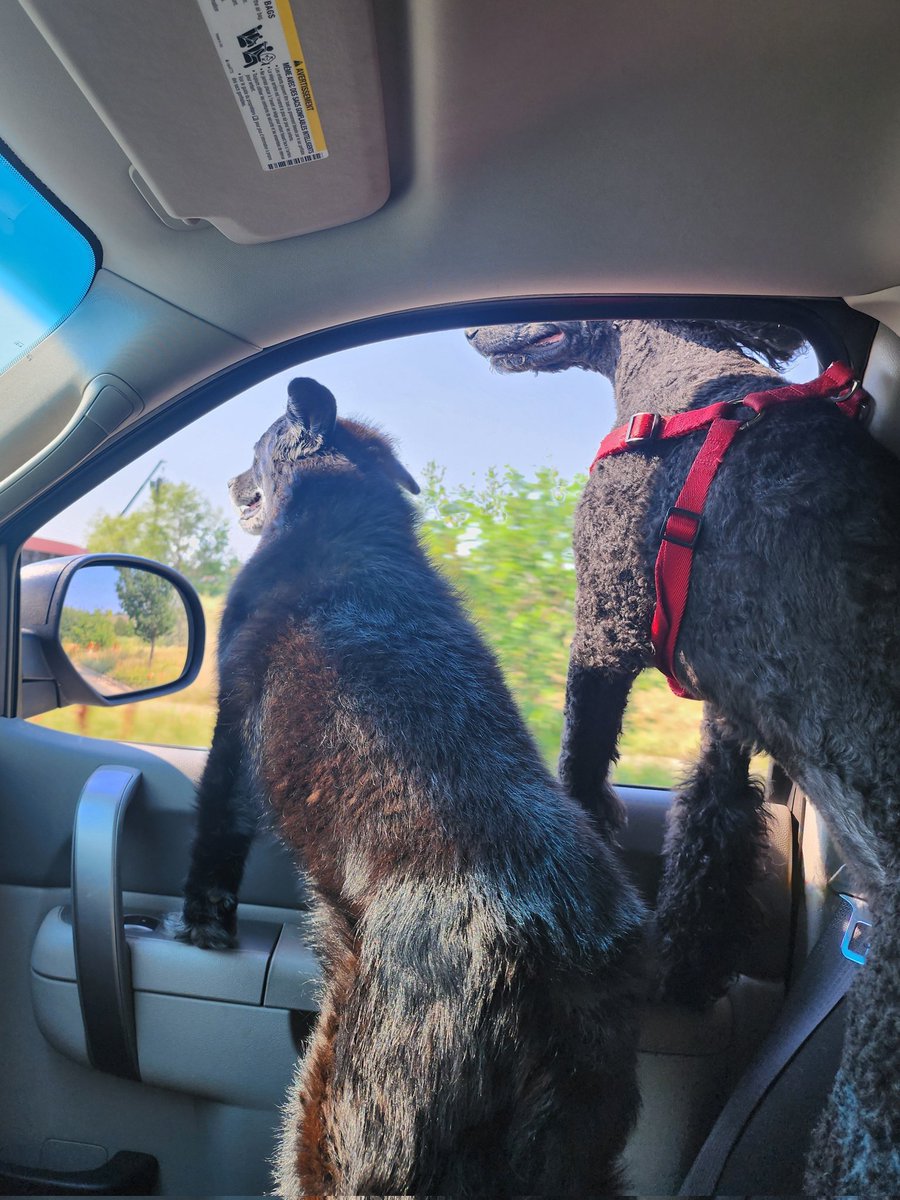 poodlepaws303's tweet image. Adventurous day 🐾🥰🐾 #dogsofX #fetch #SummerFun
