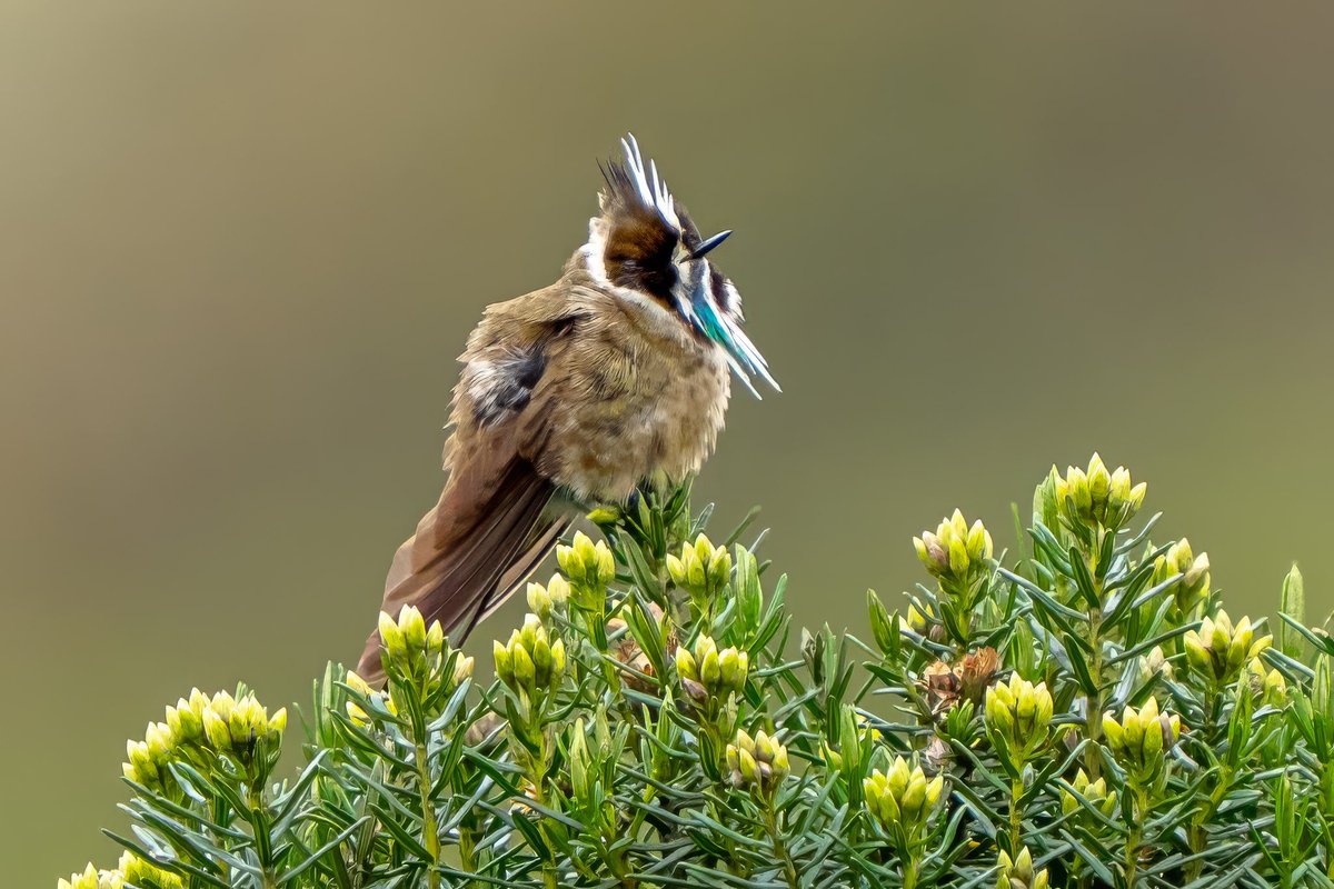Aniket π³οΈβππ³οΈββ§οΈ(he/him) (@mitogfp) on Twitter photo Green bearded Helmetcrest, #1 target bird of the trip. Found in high Andean mountain, its limited range in north-central Colombia. Far off on a tree top, thanks to our local guide Kris. #birdseenin2025 <a href="/inaturalist/">iNaturalist</a> #birdphotography #TwitterBirds #birdcpp Green bearded Helmetcrest, #1 target bird of the trip. Found in high Andean mountain, its limited range in north-central Colombia. Far off on a tree top, thanks to our local guide Kris. #birdseenin2025 <a href="/inaturalist/">iNaturalist</a> #birdphotography #TwitterBirds #birdcpp