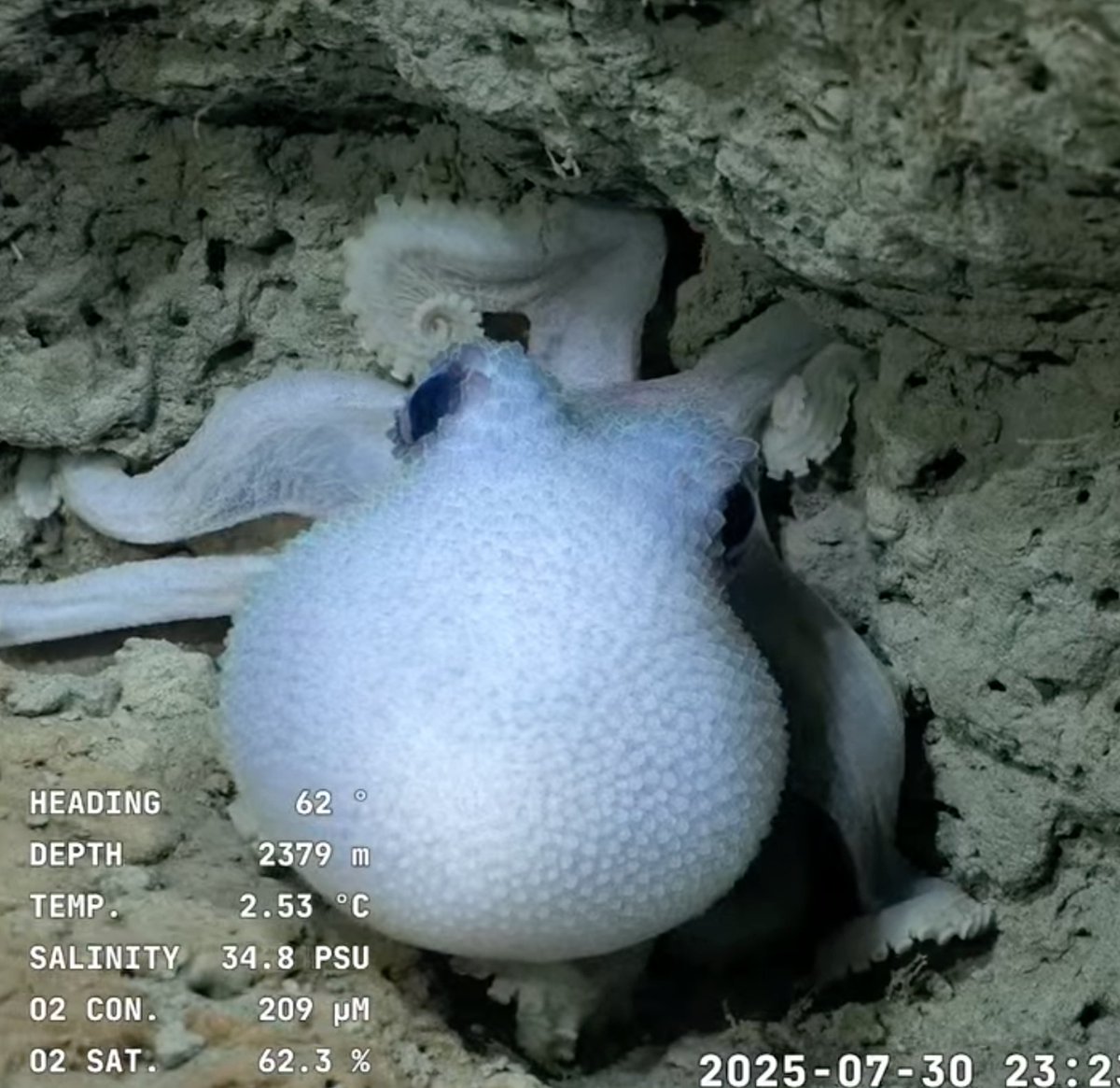 Esta es la inmersión 817 del ROV SuBastian! Este robot esta conectado al buque Falkor (too) del @schmidtocean durante la campaña "Talud Continental 4", donde navegan los técnicos y científicos argentinos e internacionales.

📦 Miles de ejemplares recolectados, hoy resguardados en