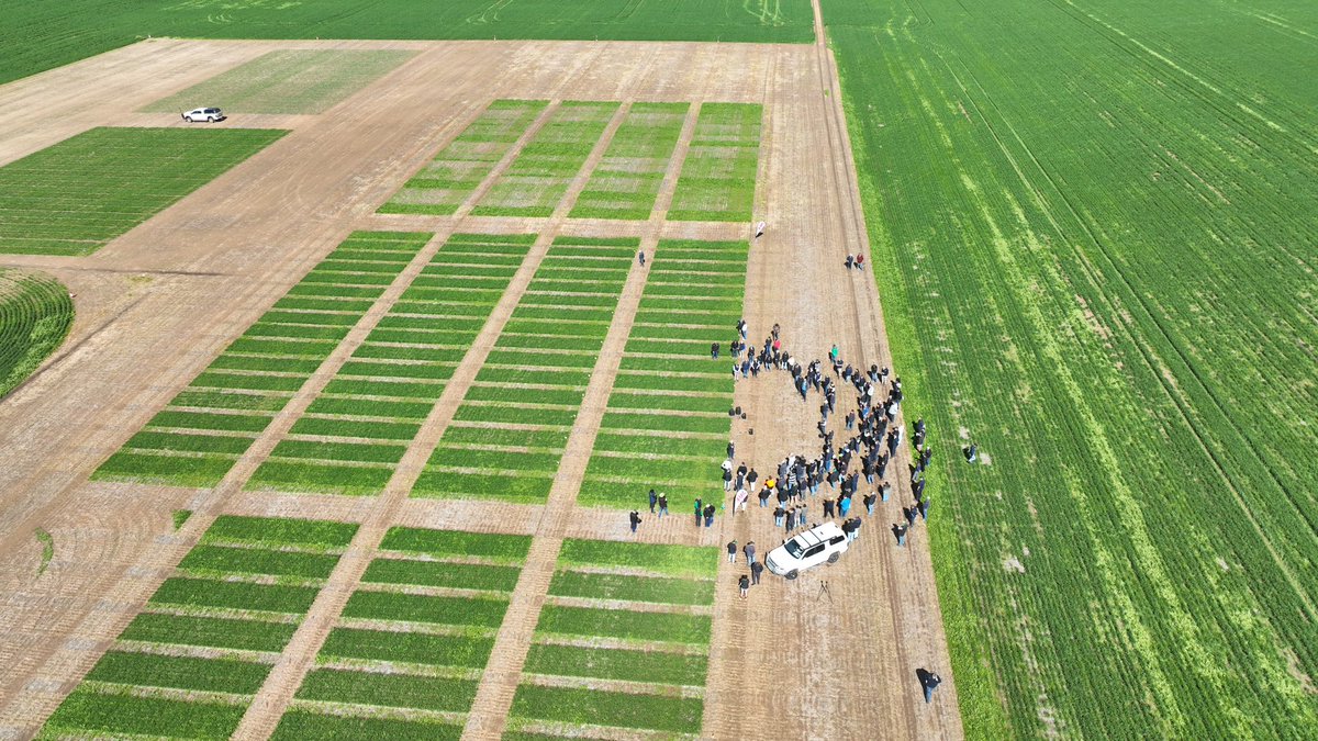Weedsmart 2025 visiting Crop Circle Research herbicide site, viewing FMC ISOFLEX technology herbicide trials.  Great crowd, great networking and learning from the FMC team.  Well done Weedsmart team.