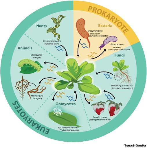 Cross-kingdom RNA communication in plant–bacterial interaction dlvr.it/TMCQdq
