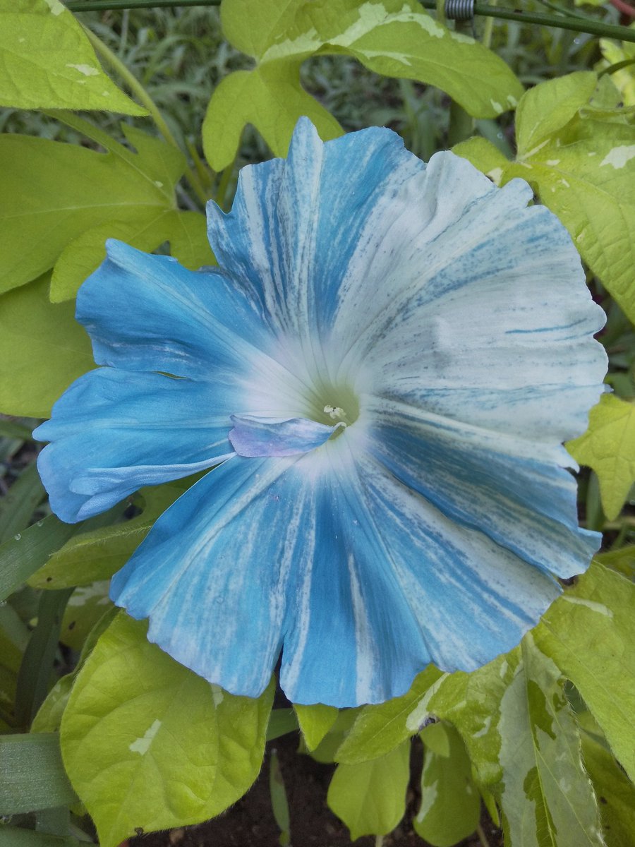 あさがおページ Nog220201: 昔ながらの朝顔 あさがお 種 morning glory 瑞々
