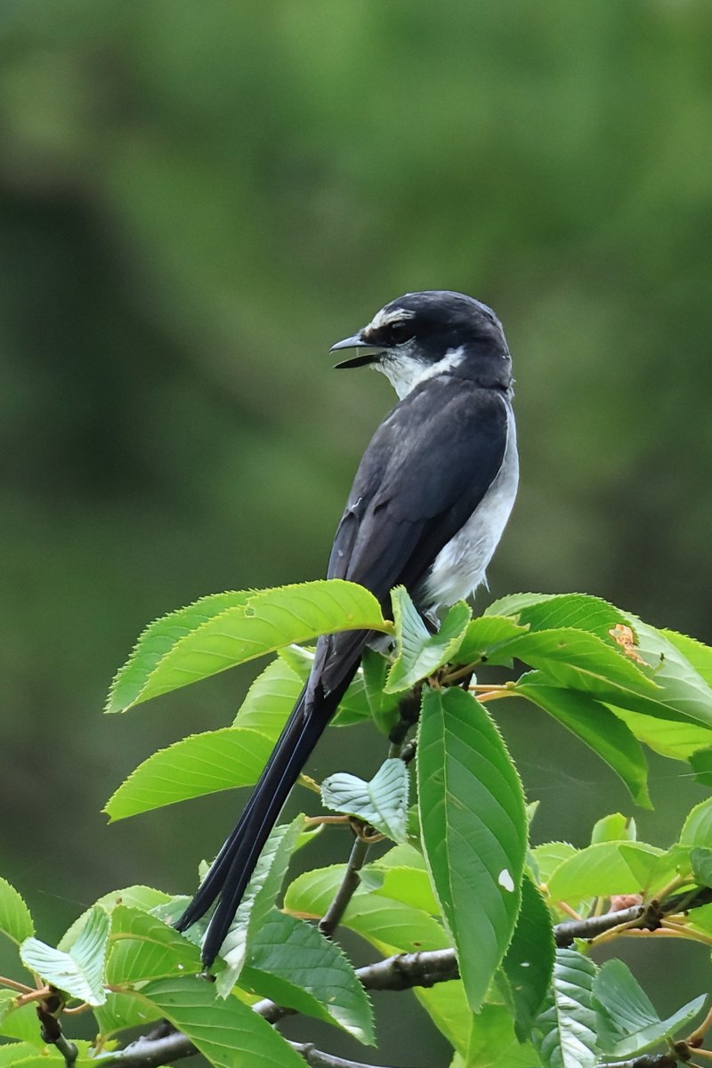 裾野事業所 にやってきた #サンショウクイ （？）
ひとしきり啼いた後、山奥へ消えて行きました。