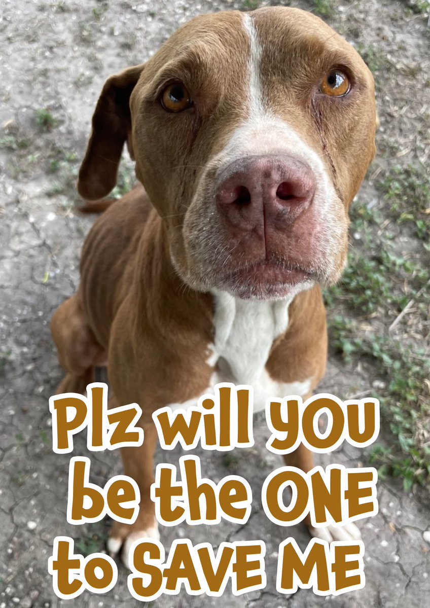 🆘ROSIE’s FINAL PLEA to YOU💔
11yo SENIOR Pittie #A382638
Gentle girl’s HEARTBROKEN
Over a decade of loyalty she gets  dumped in KILL shelter
BETRAYED &amp; unloved all rolled into one, she really needs YOU
ROSIE desperately wants a soft bed, food &amp; someone 2 tell her she IS LOVED