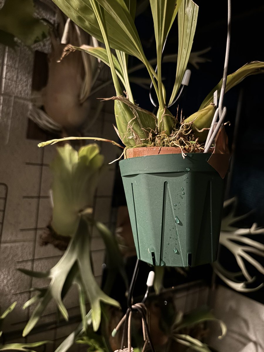 素焼き蒸散緩和システムを導入してきたゴンゴラの花芽も無事でありますように