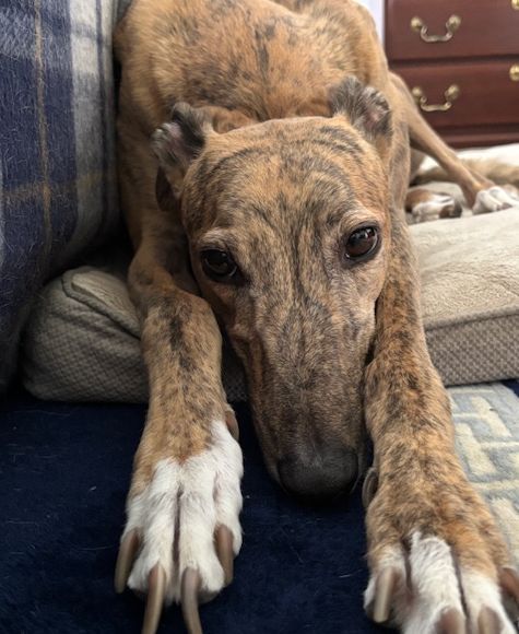 Genie from Georgia is just peachy!  #greyhounds #georgiapeaches