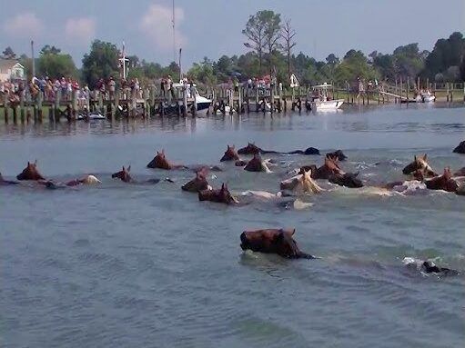 Today is the Chincoteague Pony Swim. Tomorrow, July 31, is the auction. This article includes links to information about watching and celebrating the 100th Pony Roundup, Penning, Swim and Auction. #wildhorses #chincoteague #horselover #ponies buff.ly/HAbOfGB