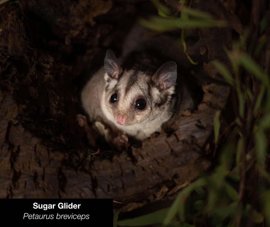 Australian Wildlife Conservancy tweet media