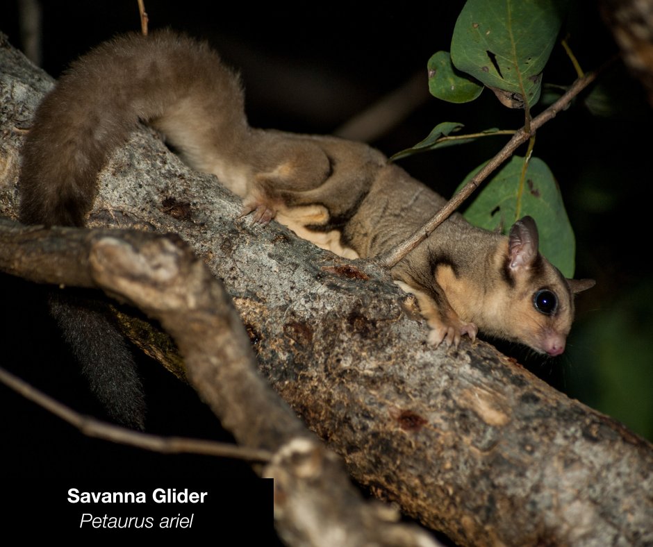 Australian Wildlife Conservancy tweet media