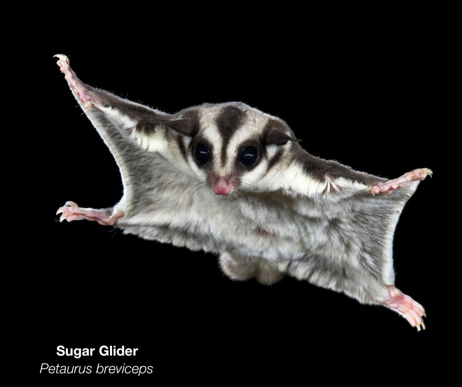 Australian Wildlife Conservancy tweet media