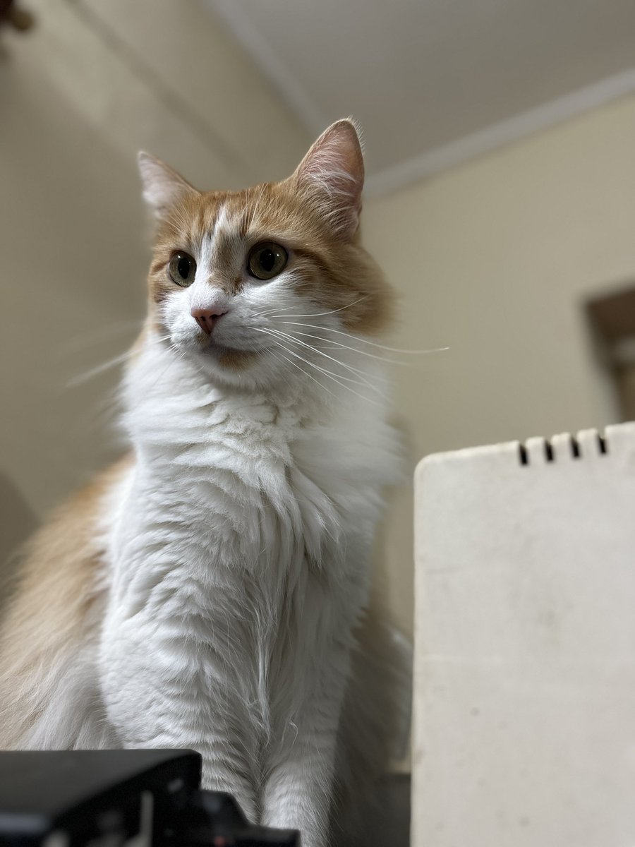 carlosoa__'s tweet photo. Estos son mis gatos: uno parece enviado por el demonio de Tasmania (Mandarino),y la otra es la que me hizo querer tener al demonio de Tasmania (Kira). https://t.co/L65NkcaZgR