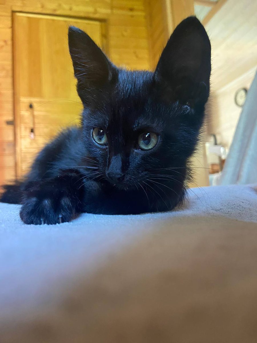 dobroxvost's tweet image. Космос ищет дом Москва/МО

Возраст 2 месяца, здоров, к лотку приучен

Маму Космоса сбила машина, они жили на улице. Ещё у него есть братики, их постараемся отловить в скором времени. 

Малыш очень умный и ласковый урчалка, поддержите пожалуйста репостом, чтобы дом нашелся 🙏