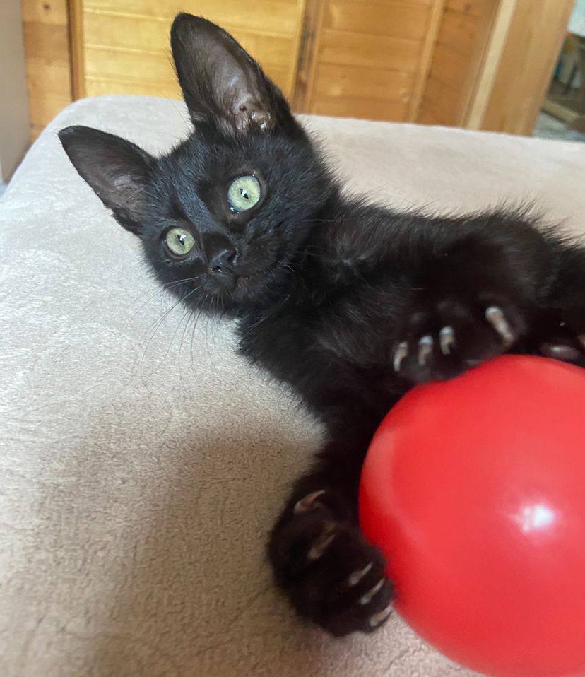 dobroxvost's tweet image. Космос ищет дом Москва/МО

Возраст 2 месяца, здоров, к лотку приучен

Маму Космоса сбила машина, они жили на улице. Ещё у него есть братики, их постараемся отловить в скором времени. 

Малыш очень умный и ласковый урчалка, поддержите пожалуйста репостом, чтобы дом нашелся 🙏