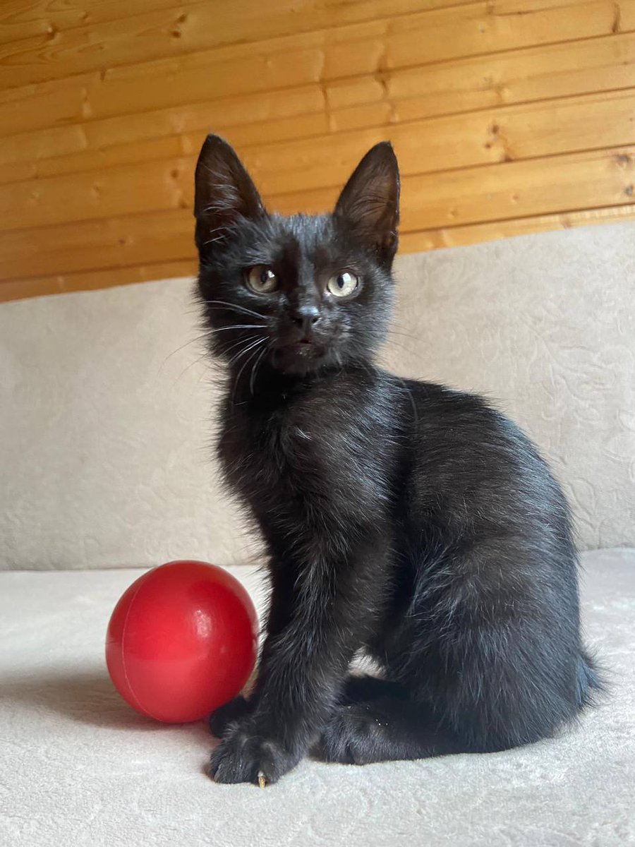 dobroxvost's tweet image. Космос ищет дом Москва/МО

Возраст 2 месяца, здоров, к лотку приучен

Маму Космоса сбила машина, они жили на улице. Ещё у него есть братики, их постараемся отловить в скором времени. 

Малыш очень умный и ласковый урчалка, поддержите пожалуйста репостом, чтобы дом нашелся 🙏