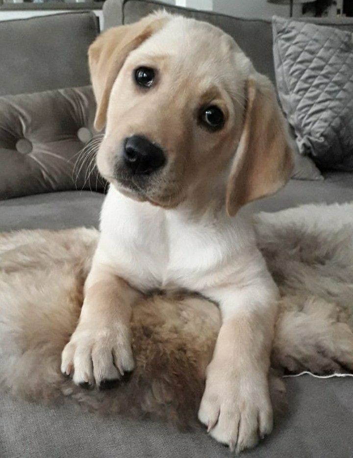 So cute puppy ❤️