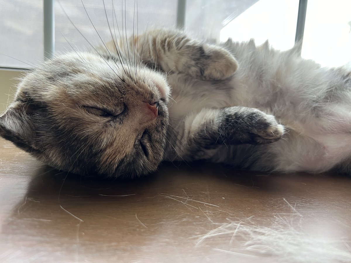 おはようございます
半目ですやぁ( ˘ω˘ ) ｽﾔｧ…