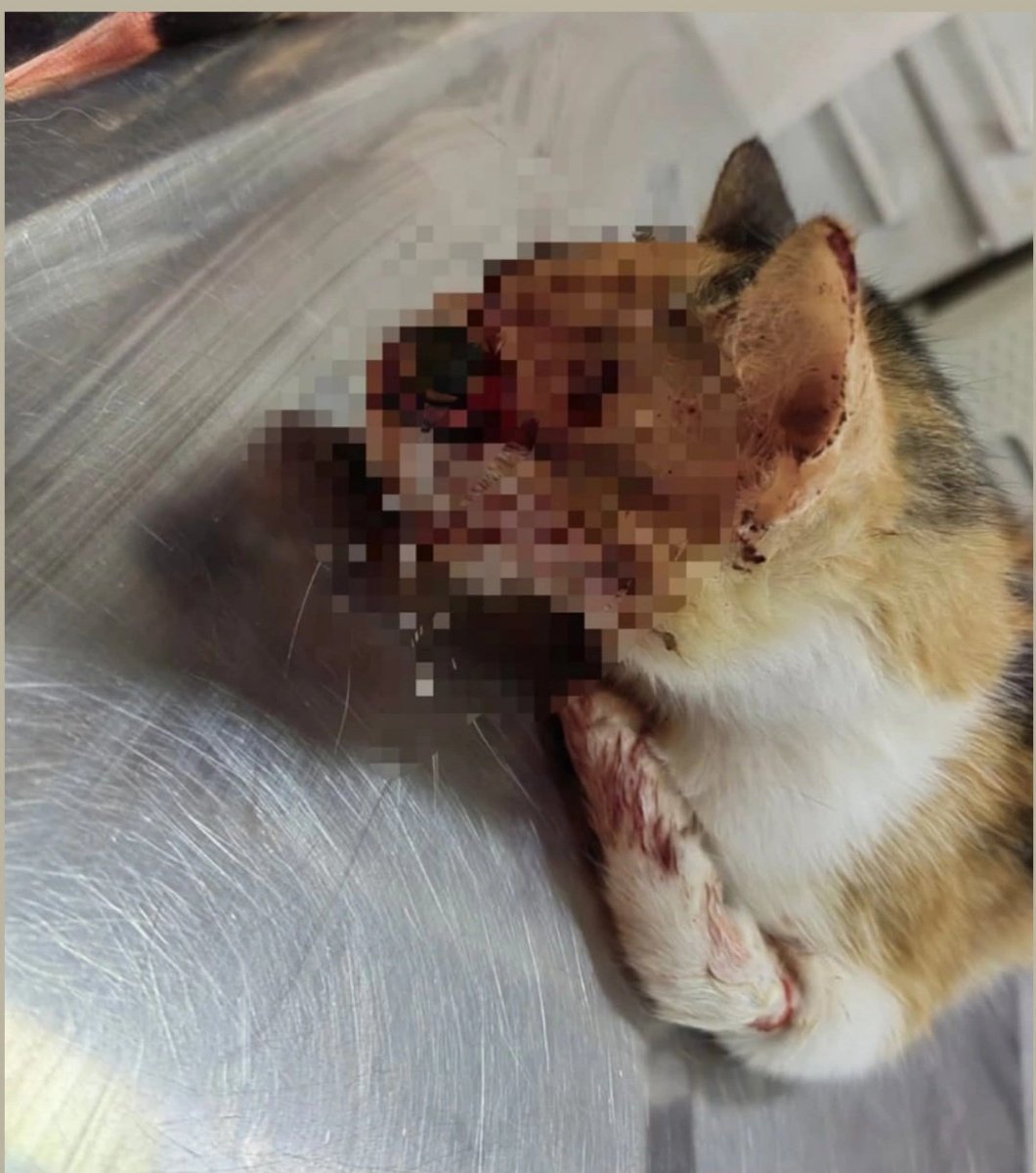 No toleraremos más casos de maltrato animal como el de Alana

Rechazamos categóricamente el brutal ataque perpetrado por un hombre contra una gata llamada Alana, quien fue violentamente agredida con una varilla, desfigurándole parte de la cara.

Este acto de crueldad, ocurrido