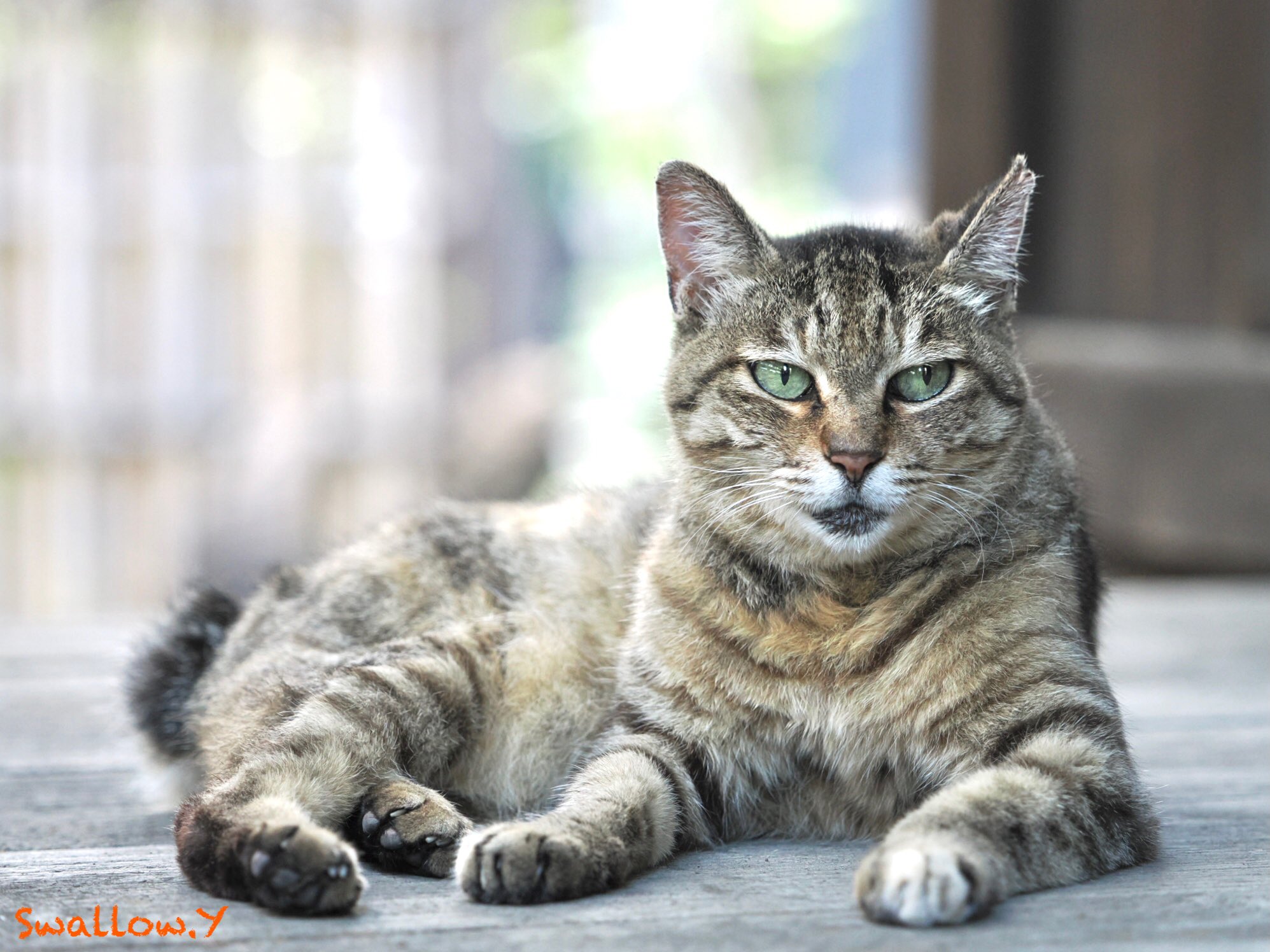最高の猫 赤燕 on X: 