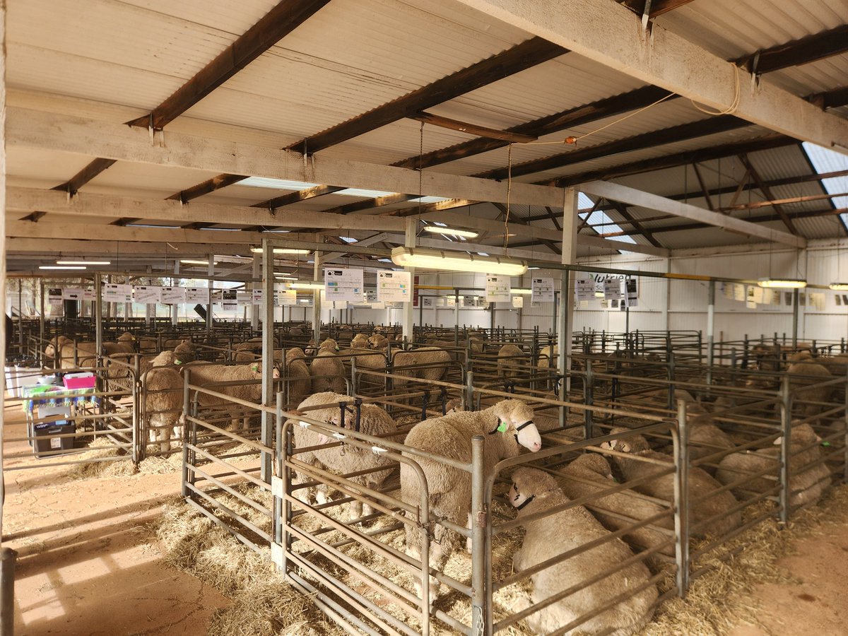 Boys are ready to go OBrien Poll merino ram sale today #obrienmerino