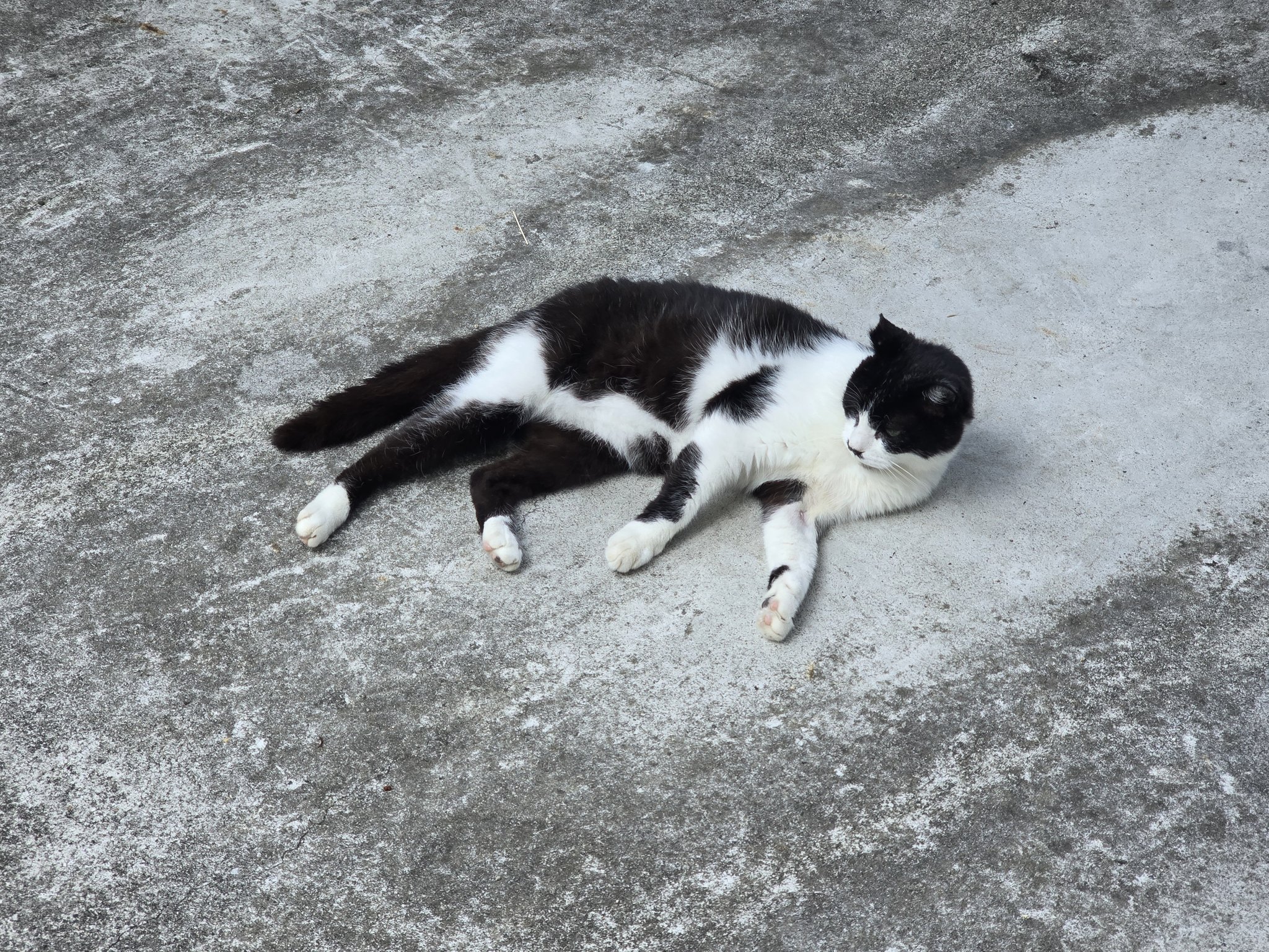 【専用】ねこ汰@プロフ有⚠通知不良　様 送達ねこ on X: 
