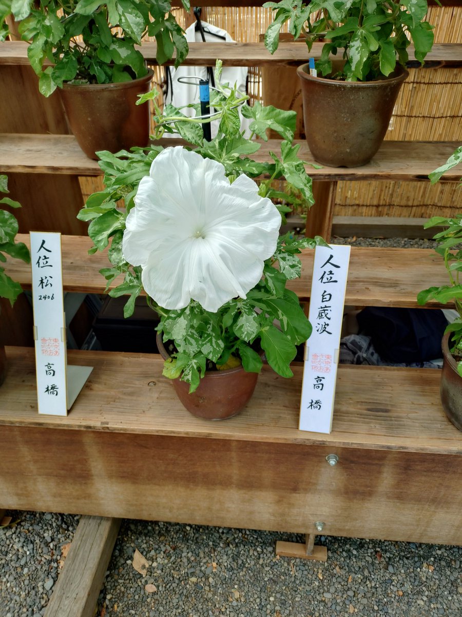 朝顔ページ Yt (@Plantsman_jp) / X