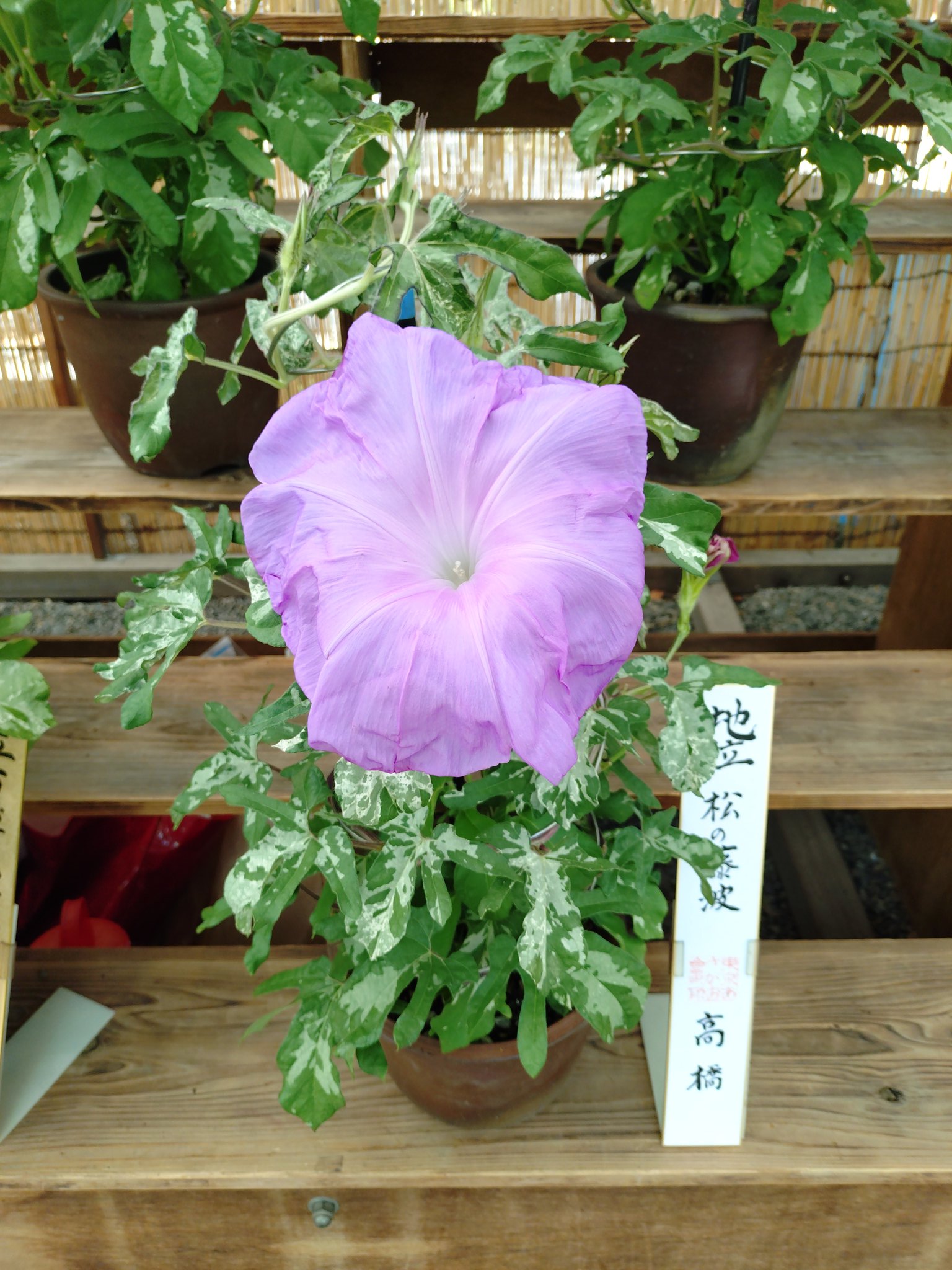 作者不詳「あさがお」額装6号 ●岩彩作品 落款 鮮やかな朝顔の図です● Yahoo!オークション - 日本画「あさがお」FSM号 朝顔 琳派 金箔