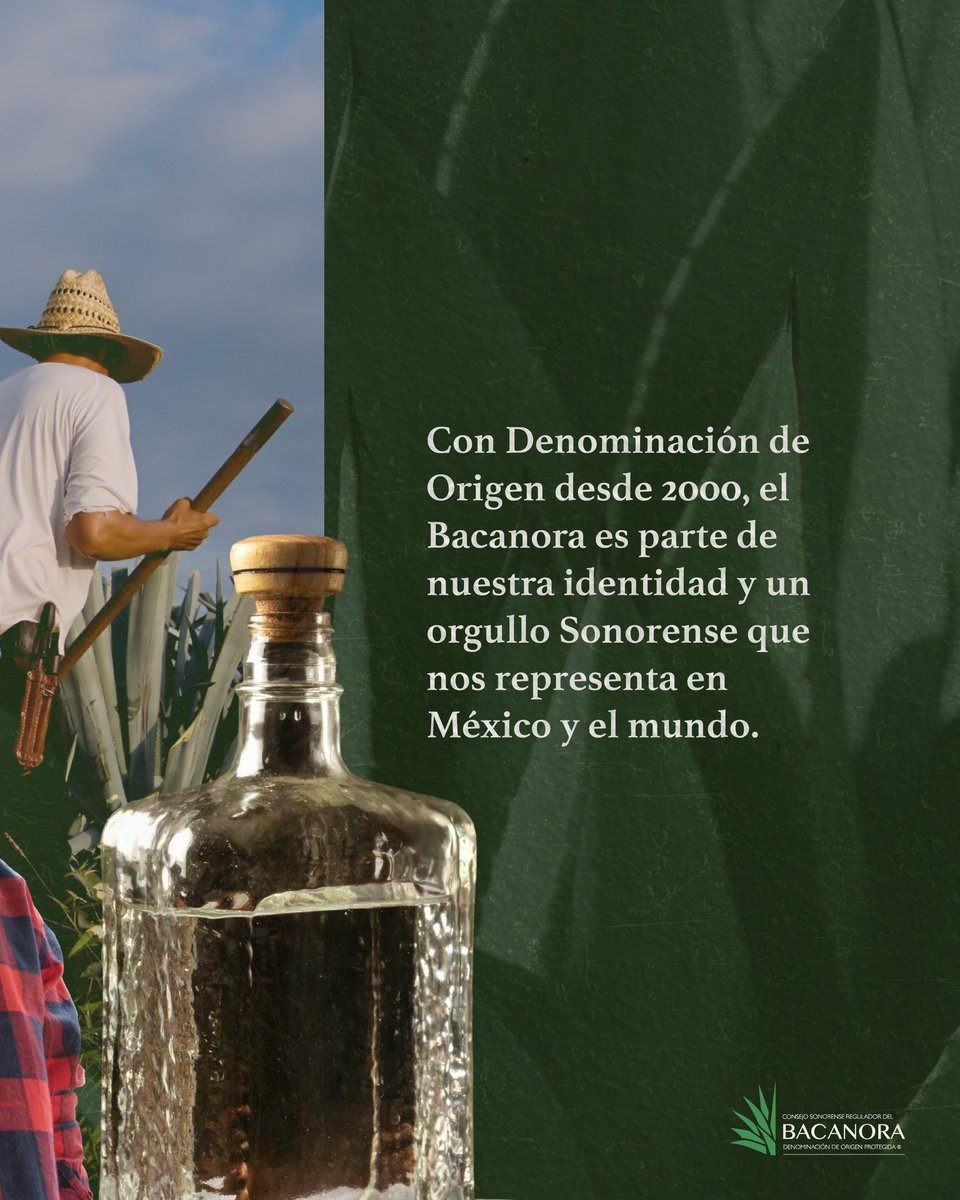 Consejo Sonorense Regulador del Bacanora tweet media