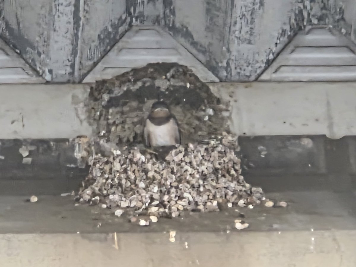 高崎駅、最後の一匹