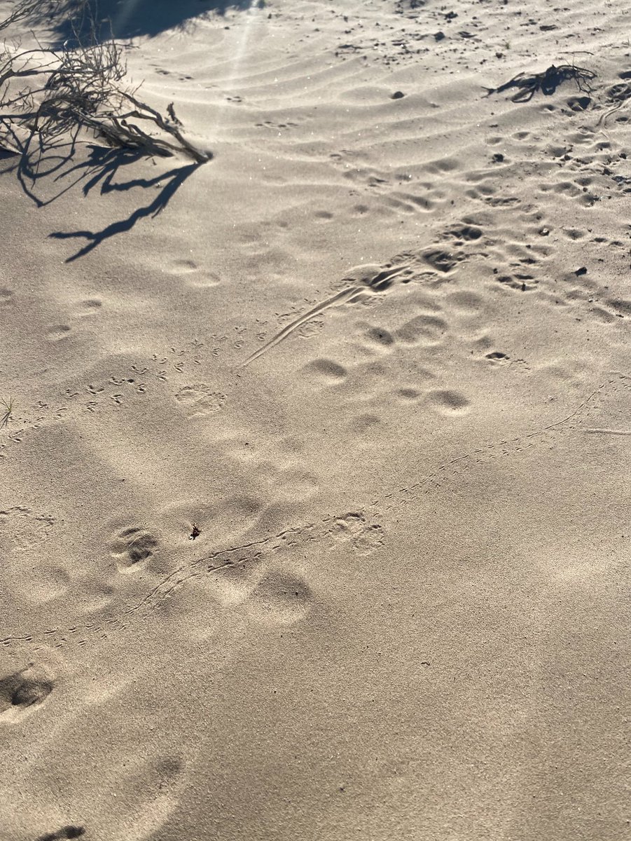 SNEIBiological's tweet photo. Out here, the sand tells stories...if you know where to look! Each footprint is a clue to the desert’s hidden wildlife, most of whom stay out of sight during the heat of the day. 

Photo courtesy of Alea Goodman
#mojavedesert #environmentalconsulting #wildlifebiology https://t.co/k3IeO3CYPa