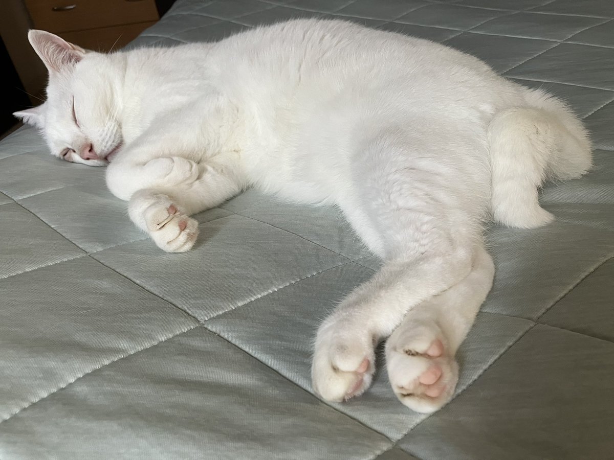 ⑤猫の日♡限定m(=✧ω✧=)m✧ ✧ ✧ 白猫♡白猫　猫ひな人形 白猫夏鬼(しらねこなつき) on X: 