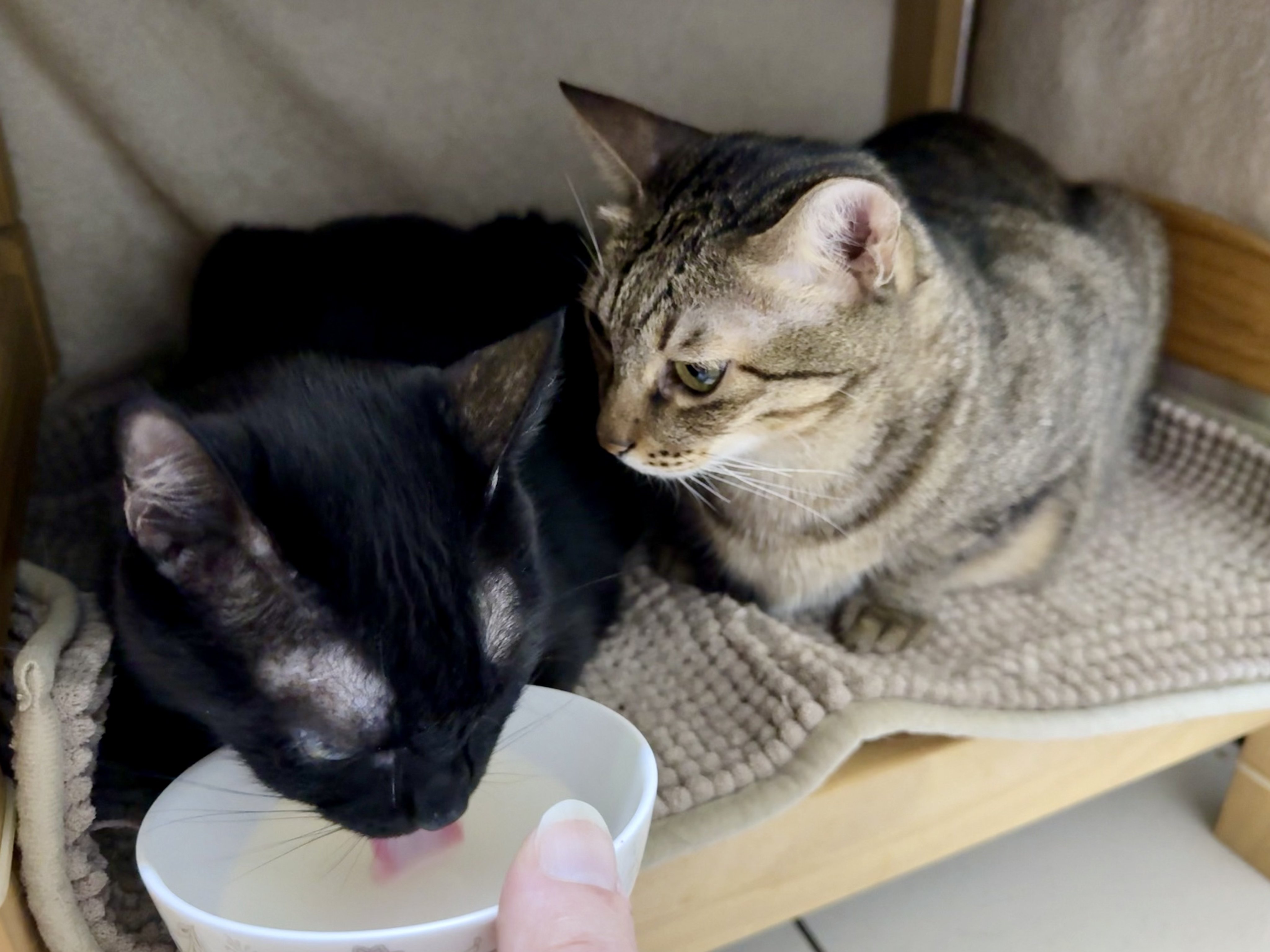 ❤︎ネコ好きかよちゃんページ❤︎ 箱から出てこない② . . . . . . #黒猫#猫#保護猫#黒猫同盟#黒猫