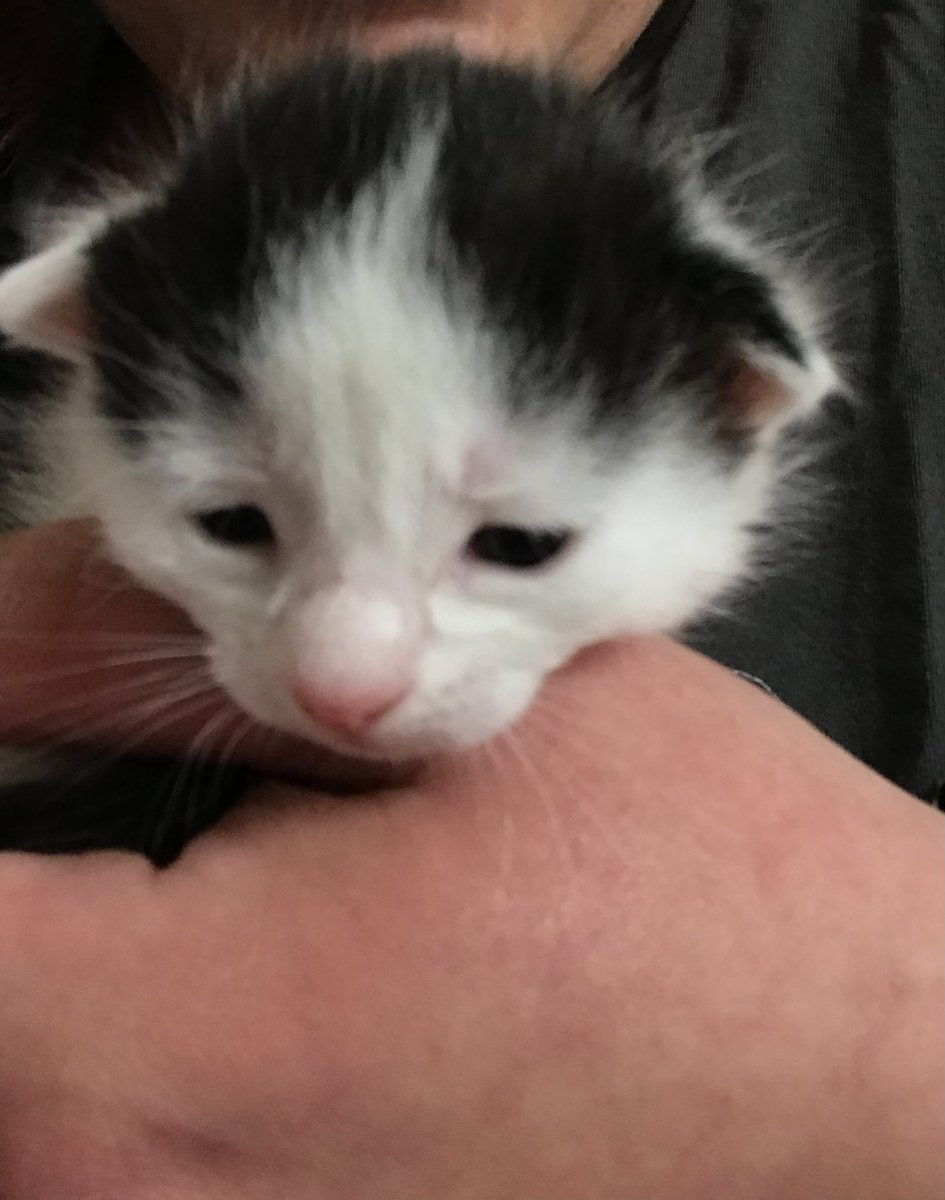 EllenJakeman's tweet photo. I was so blessed to have been there the very first time she ever opened her eyes and the very last time she closed them. I’d never cared for a kitten as young as she was before.

She was the light of my life and I very much feel like a part of my heart collapsed with her lung. https://t.co/jZa2sirweD