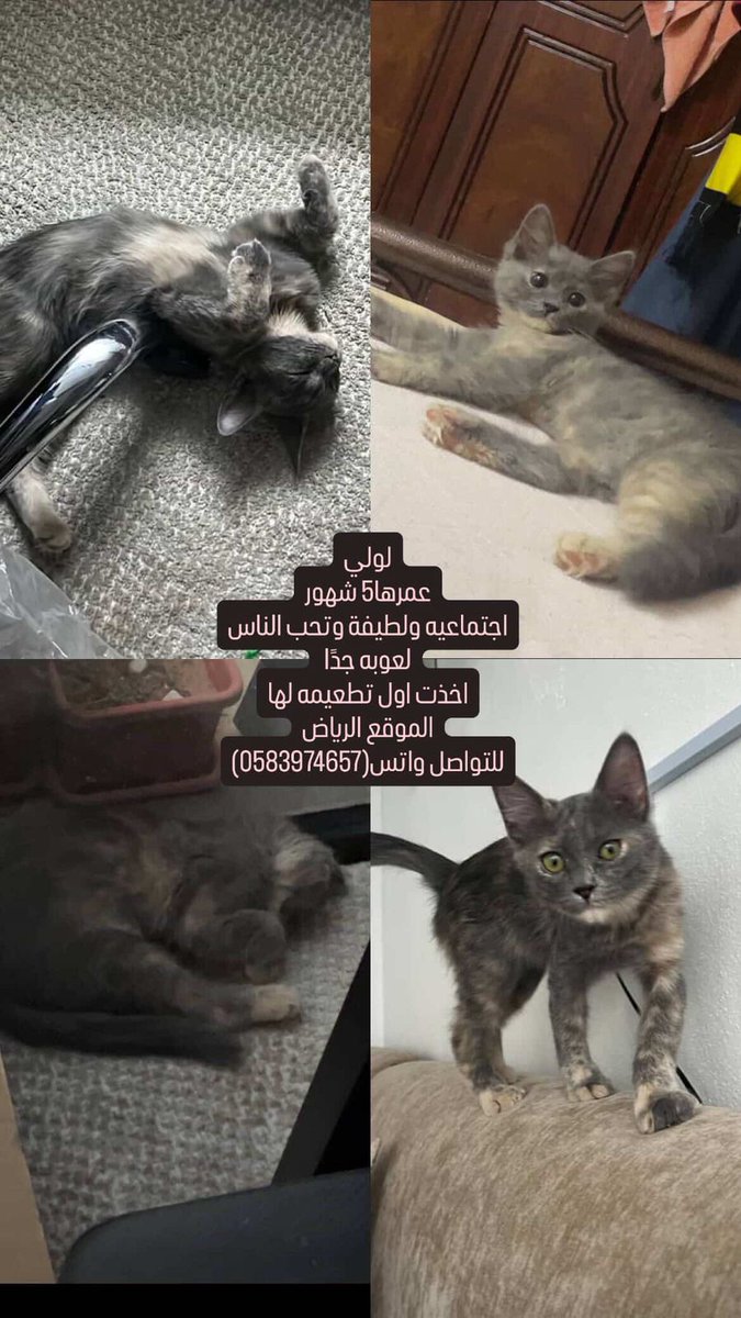 #تبني #قطط #الرياض