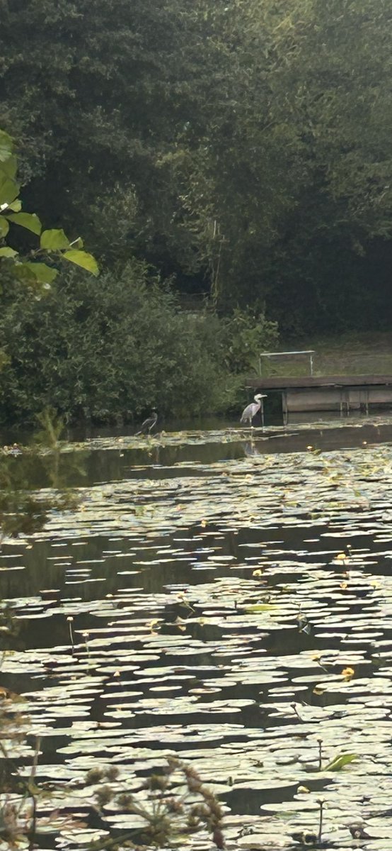 hello new oomf!!! i love birds they are awsome, look at these heron i saw !!!!

squoople.straw.page