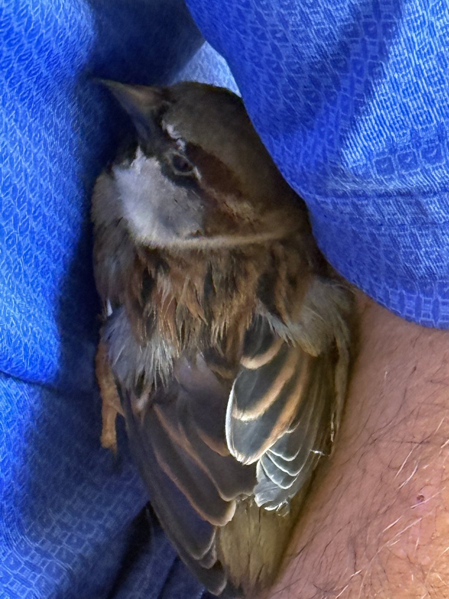 😆 Lol Awwww 🥰🐦 Say Hello to my friend Kai 🤗 Unfortunately I don't own him anymore ☹️ But my friend from Hawaii has him now ❤️ and she keeps me updated with him every now and then 😉 He's cuddling with her husband here and is friends with him. Cute they are 💙 together