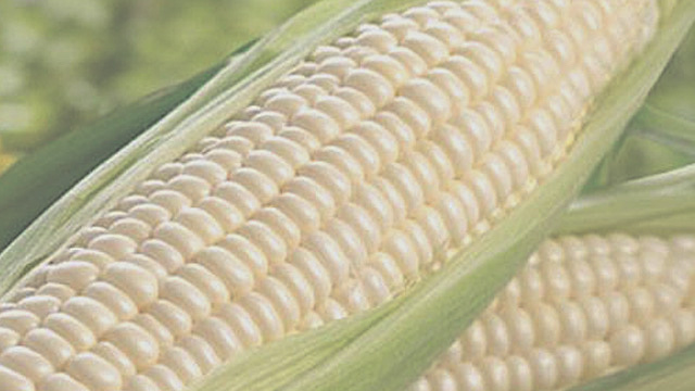 México es autosuficiente en maíz blanco; crece importación 253%, al primer semestre de 2025 imagenagropecuaria.com/2025/mexico-es…