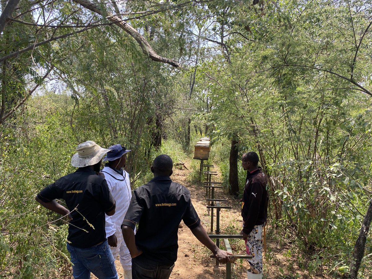 TheHiveAfrica's tweet image. Honey harvesting at The Hive Group #apiaries in #Turkana County. High grade honey from the recent flowering of Acacia Trees. @TheHiveAfrica technical team is also helping local  #beekeepers with free training, hives inspections and Market/offtake of the #honey.