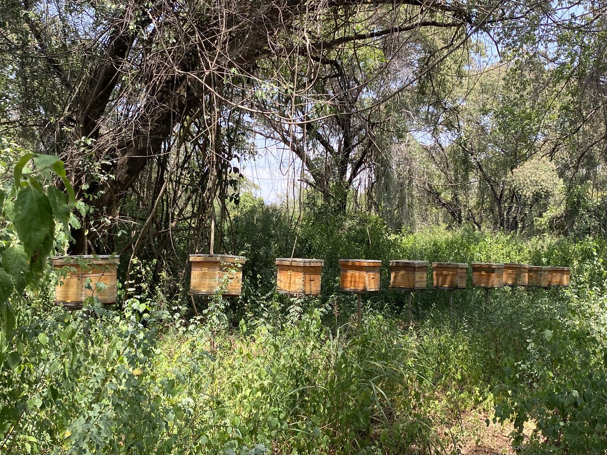 TheHiveAfrica's tweet image. Honey harvesting at The Hive Group #apiaries in #Turkana County. High grade honey from the recent flowering of Acacia Trees. @TheHiveAfrica technical team is also helping local  #beekeepers with free training, hives inspections and Market/offtake of the #honey.