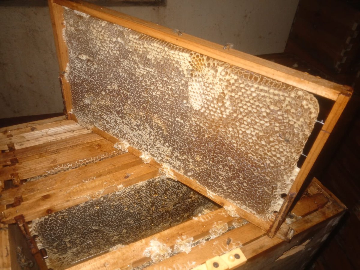 TheHiveAfrica's tweet image. Honey harvesting at The Hive Group #apiaries in #Turkana County. High grade honey from the recent flowering of Acacia Trees. @TheHiveAfrica technical team is also helping local  #beekeepers with free training, hives inspections and Market/offtake of the #honey.