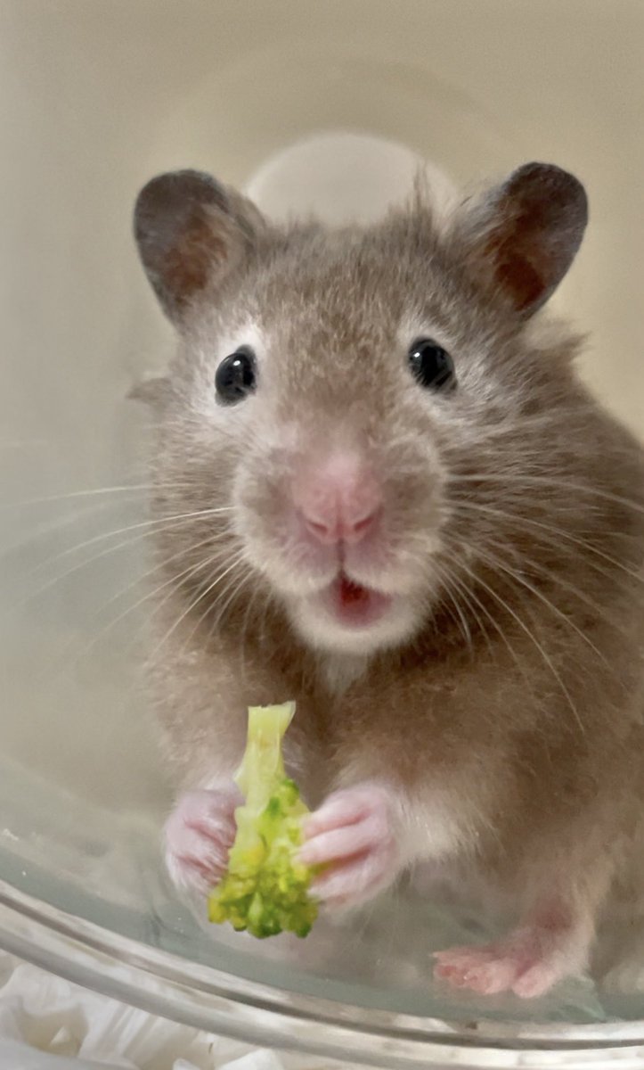 ｴｯ げんきないの？
ぶっころり  たべると  げんきでるよ？