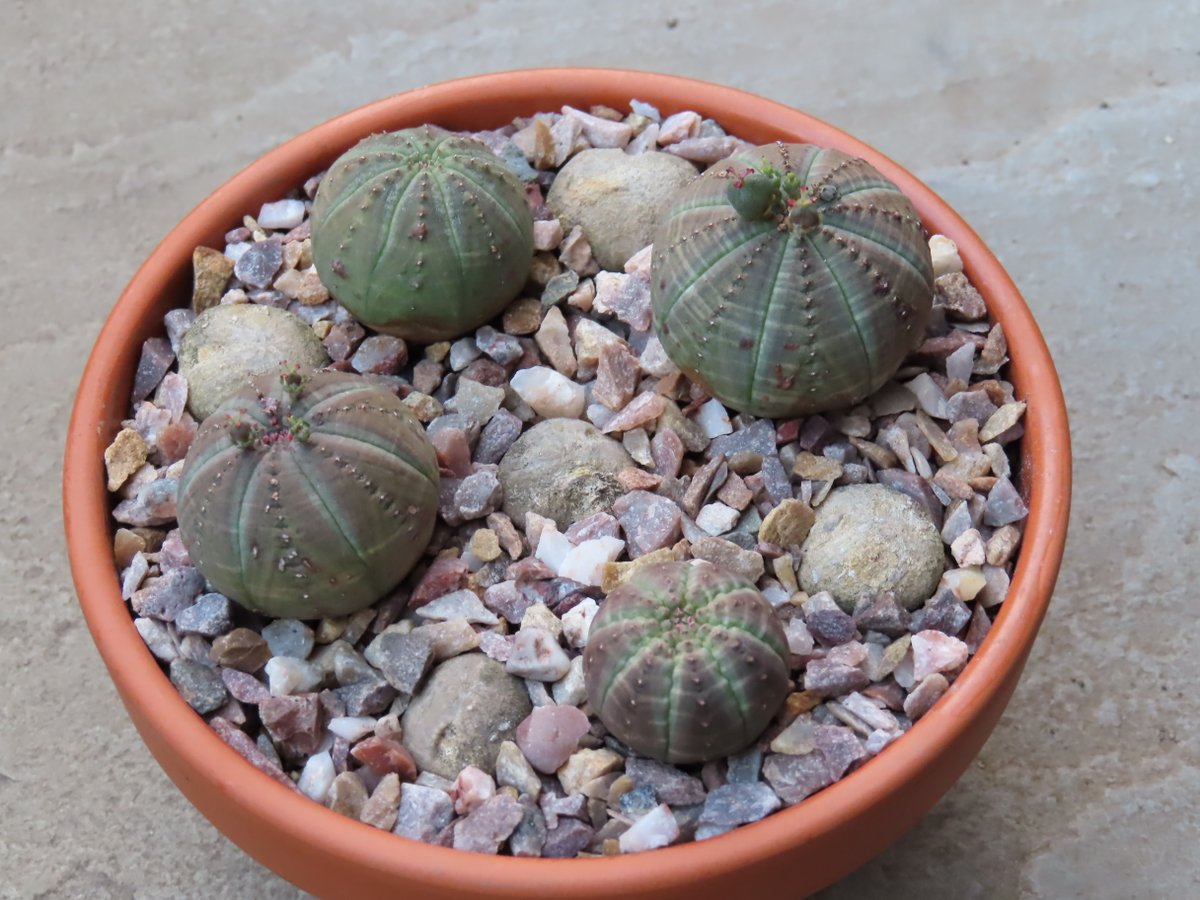 A bowl of Euphorbia obesa ready for #EuphorbiaThursday.  #succulents #euphorbia